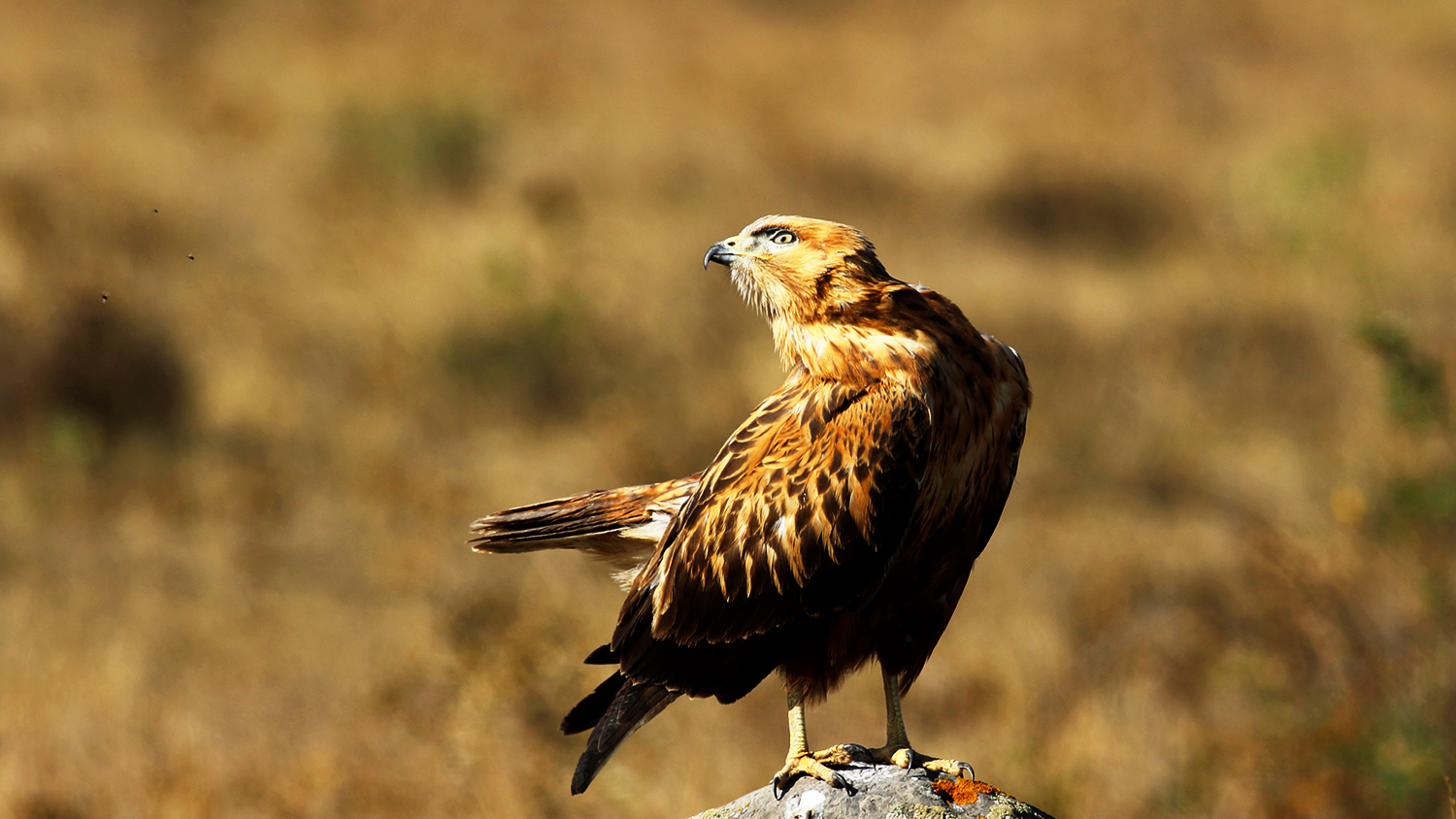Long-legged Buzzard — Ana fotoğraf